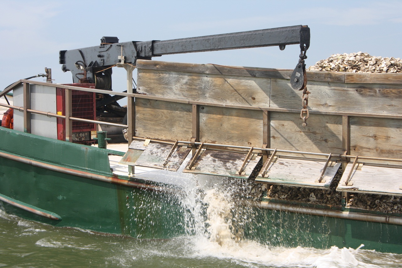 Chesapeake-Bay-oyster-restoration.jpg