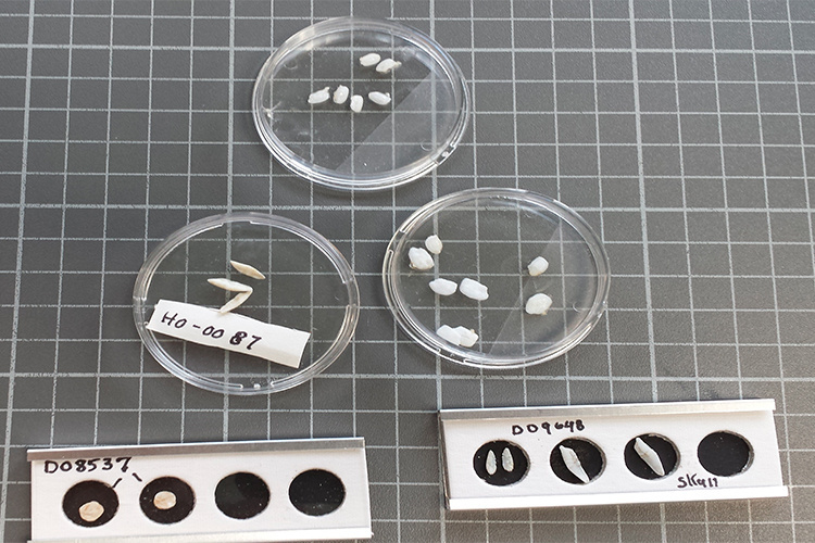 ear bones recovered from seal stomach content analysis