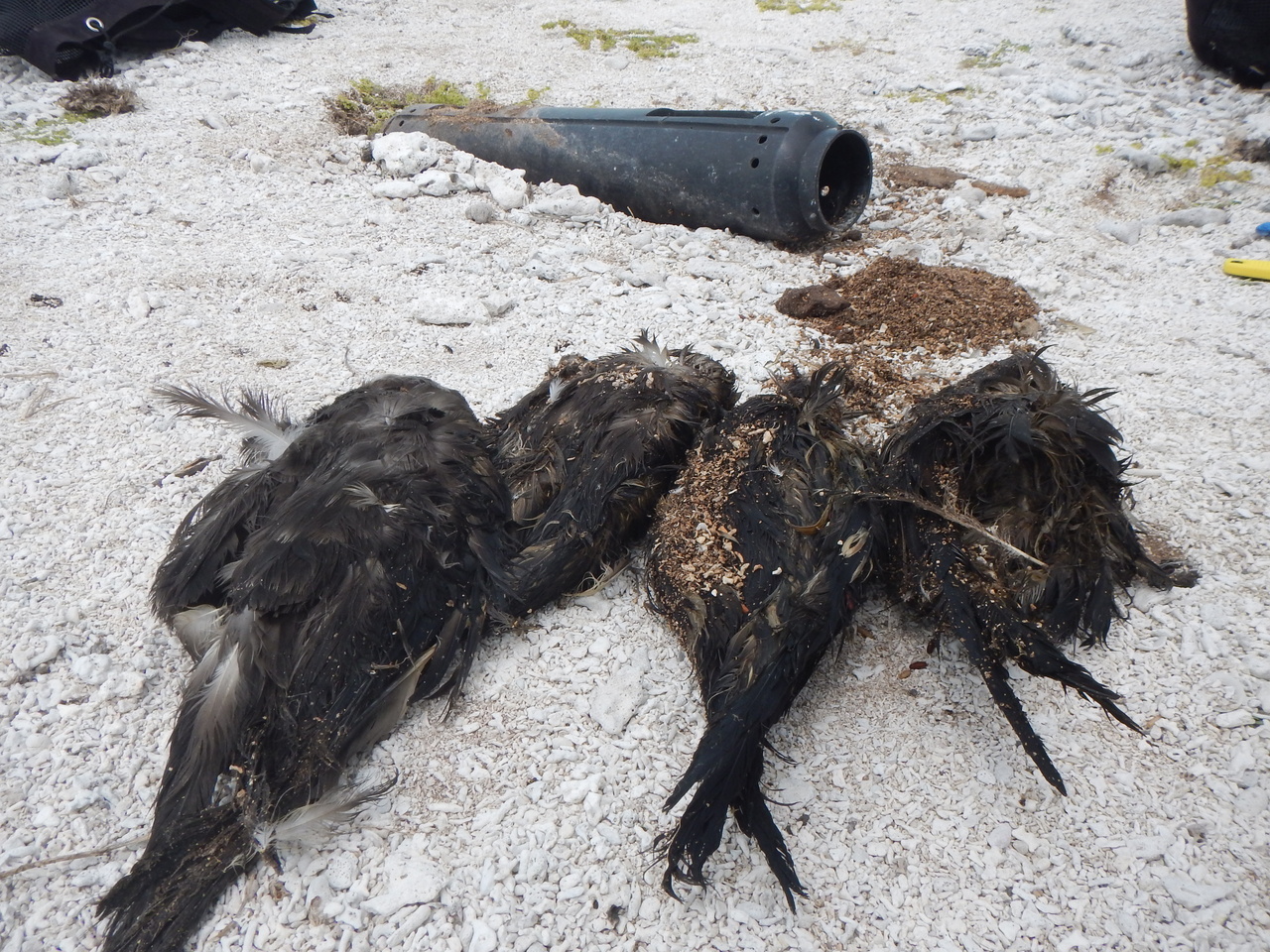 After crossing the vast maze of coral reefs in the lagoon, the team conducted operations on North Island of Pearl and Hermes Atoll. Here they found four wedgetail shearwater birds had died after becoming stuck in a hagfish cone trap. The Marine Debris team was able to rescue a surviving fifth bird caught in the trap. Another example showing how a single piece of derelict fishing gear or debris can have a major impact on these remote places. Photo: NOAA Fisheries