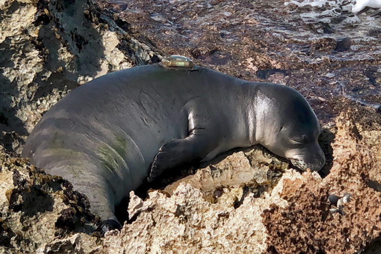 750x500-rkc1-sleeping-NOAA-PIRO.jpg