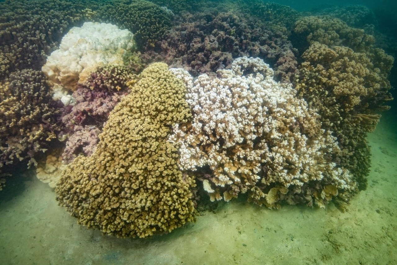 Coral reef in Kāneʻohe Bay, Oʻahu with a partially bleached colony of Montipora capitata (front right) and a fully bleached colony of Porites lutea (back left) on September 27, 2019. Photo © Chuck Babbit Photography.