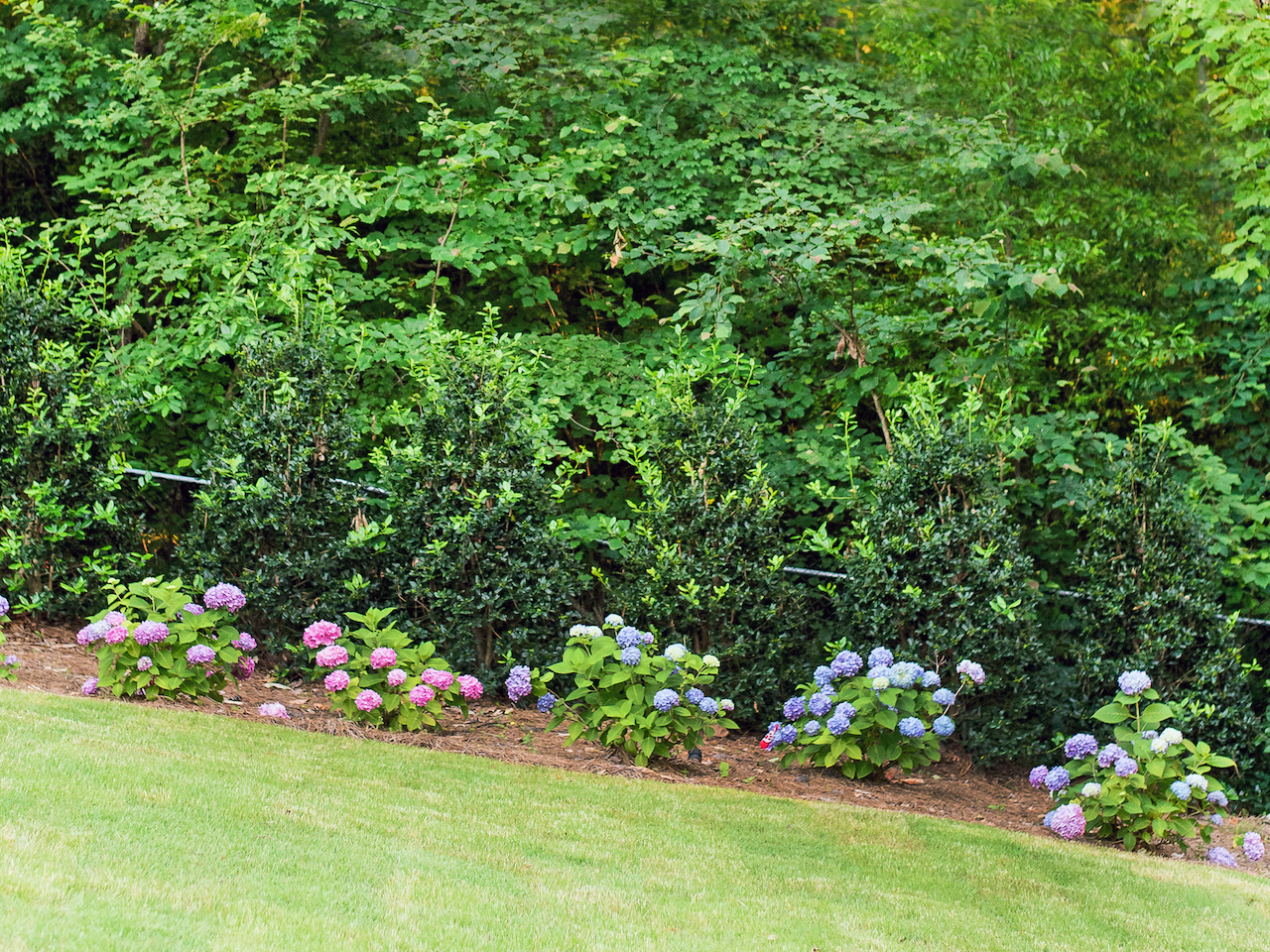 A rainbow of hydrangea decorates the edge of the lawn. A rainbow of hydrangea decorates the edge of the lawn.