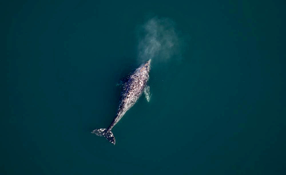 This resting gray whale was taken in 2019 in the southern Chukchi Sea. This whale appears to be in good body condition.