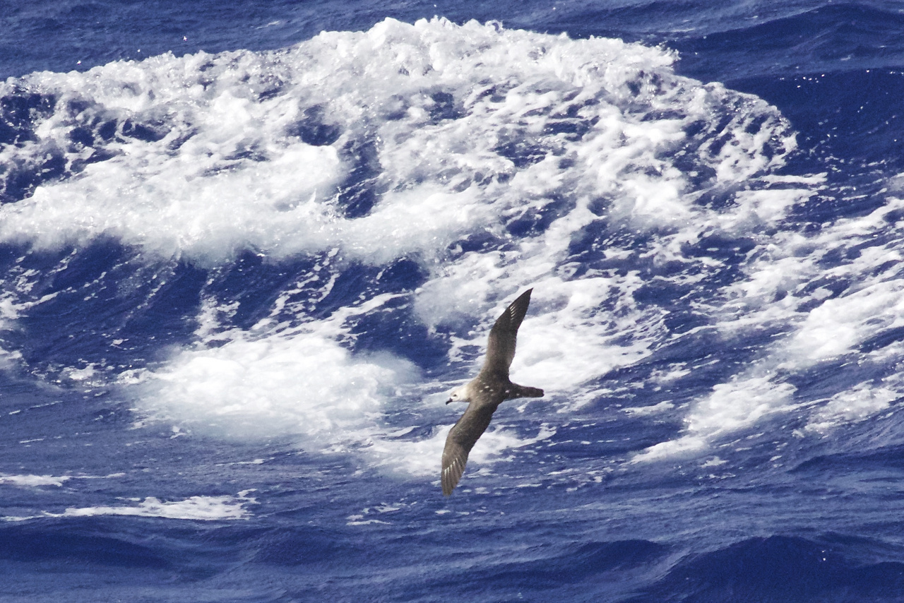 A light morph Kermadec Petrel swoops down the face of a breaking swell in a 33 knot Beaufort 7 sea. These masters of the air are completely at ease in conditions that can bring visual survey effort to a halt. This polymorphic species, meaning there are different colour types, is a widespread denizen of the tropical and sub-tropical Pacific Ocean from Australia to islands off Chile. It is a sporadic visitor to Hawaiian waters, primarily in winter. Birds have been seen inspecting potential nest sites at Kilauea Point, Kauai. Photo: NOAA Fisheries/Michael Force.