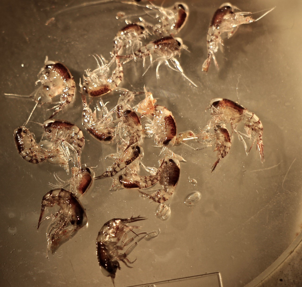 pelagic-amphipods-ecomon-walsh.jpg