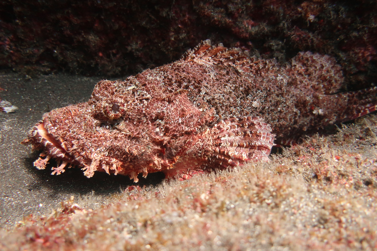 Our fish team spotted this titan scorpionfish — a master of disguise. This predator lies in wait of unsuspecting prey, and is an important component of the coral reef ecosystem. Its coloration and appendages blend in with the algae around it, and as soon as an unsuspecting fish gets too close, it sucks the prey into its large mouth! Photo: NOAA Fisheries/Jake Asher.