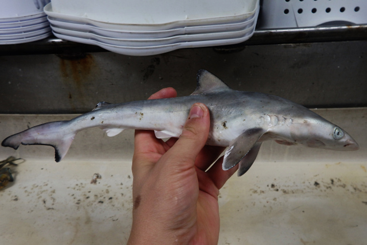 750x500-atlantic-sharpnose-shark-rhizoprionodon-terraenovae_TAS.jpg