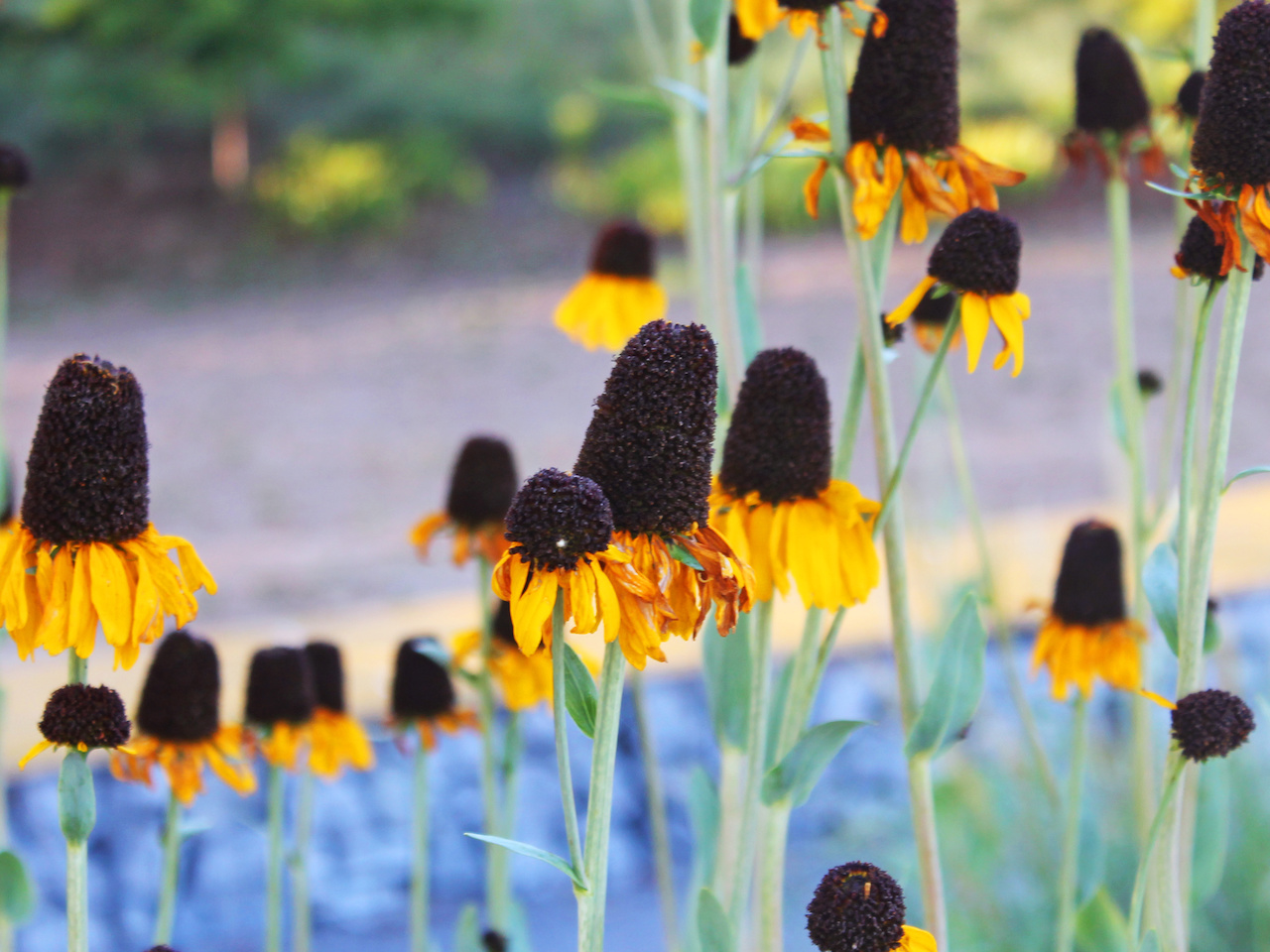 Flowers at Railroad Park Flowers at Railroad Park