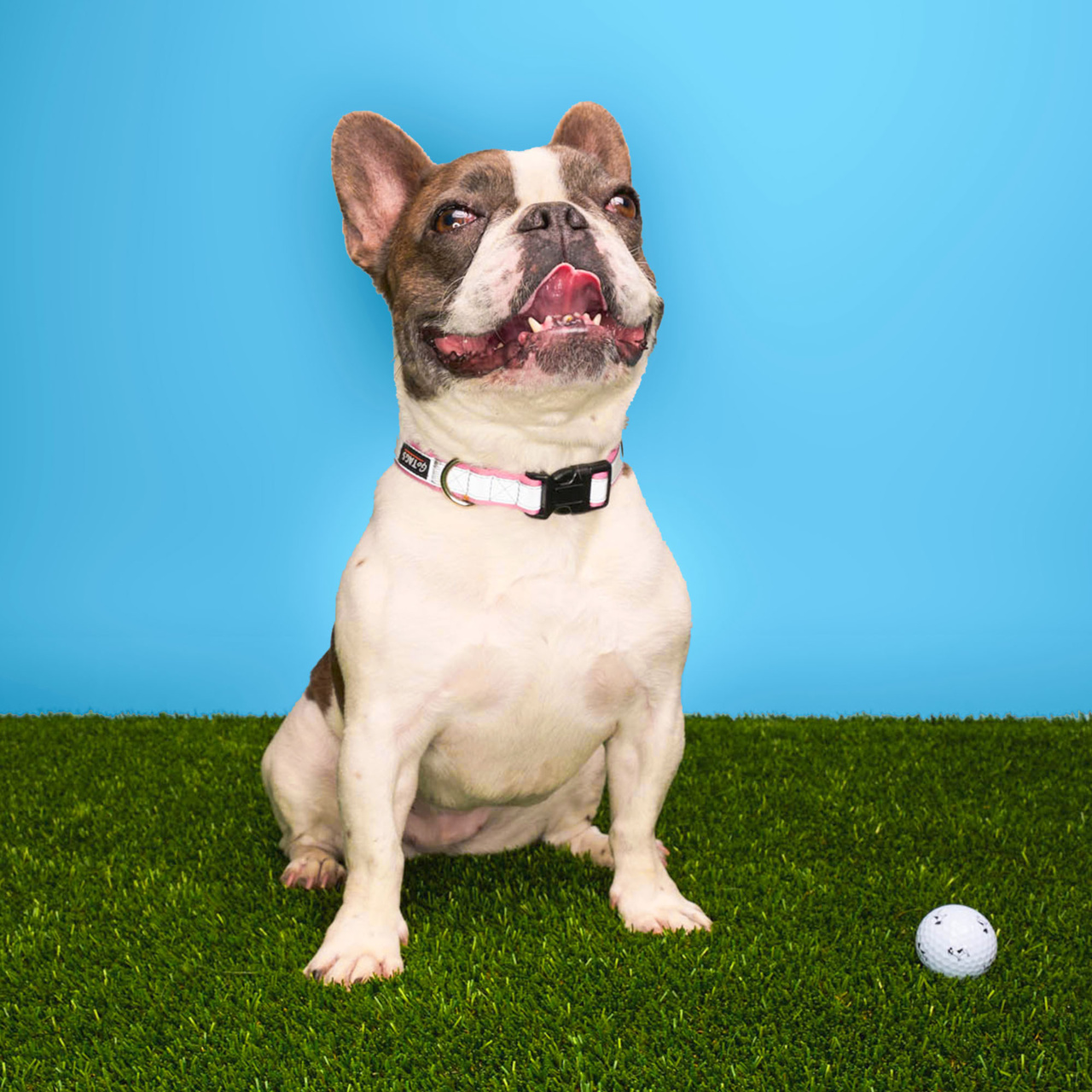 CHROME TOUR Small Dog French Bulldogボール フォーン【数量限定】