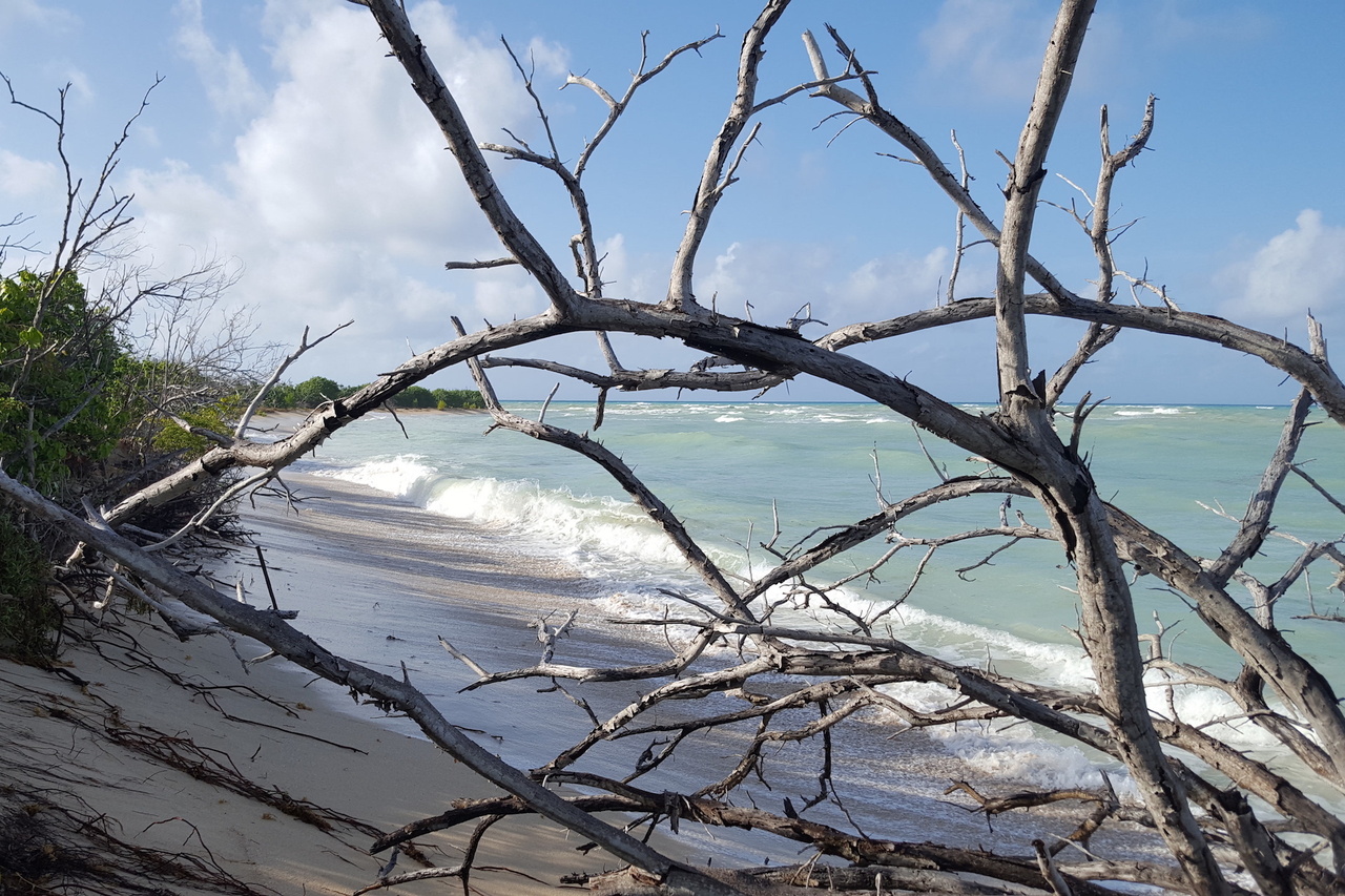 St. Croix nesting leatherback beach showing erosion.
