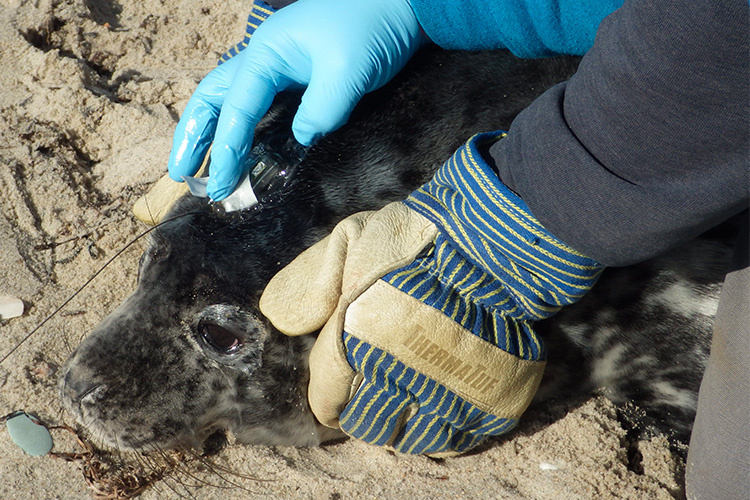 researcher glues a radio tag to the fur of a gray seal pup
