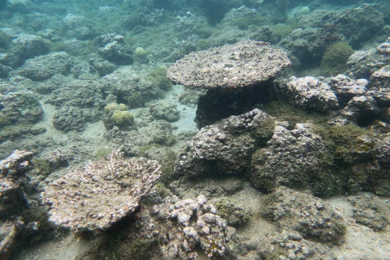 hope for coral reef recovery in american samoa?
