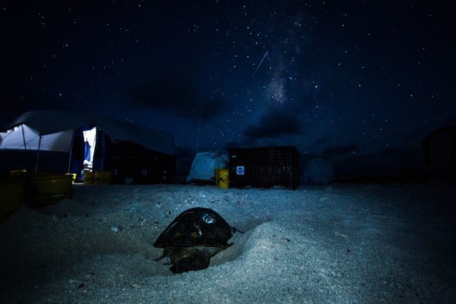Sea turtle #252 digs a nest in front of the East Island camp. Photo: NOAA Fisheries/Jan Willem Staman.