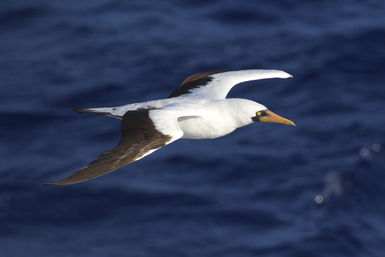 Nazca Booby breeds in the eastern tropical Pacific Ocean, primarily on the Galapagos Islands. The other large colony is Isla Malpelo, off Colombia; some also nest on a few smaller islands off Ecuador and Mexico. It is a rare non-breeding visitor to Hawaii. This is the first sighting for WHICEAS 2020. We also saw one during HICEAS 2017. The pinkish-orange bill of adults distinguishes it from the common and widespread Masked Booby, which has a yellowish bill. Photo: NOAA Fisheries/Michael Force..jpg