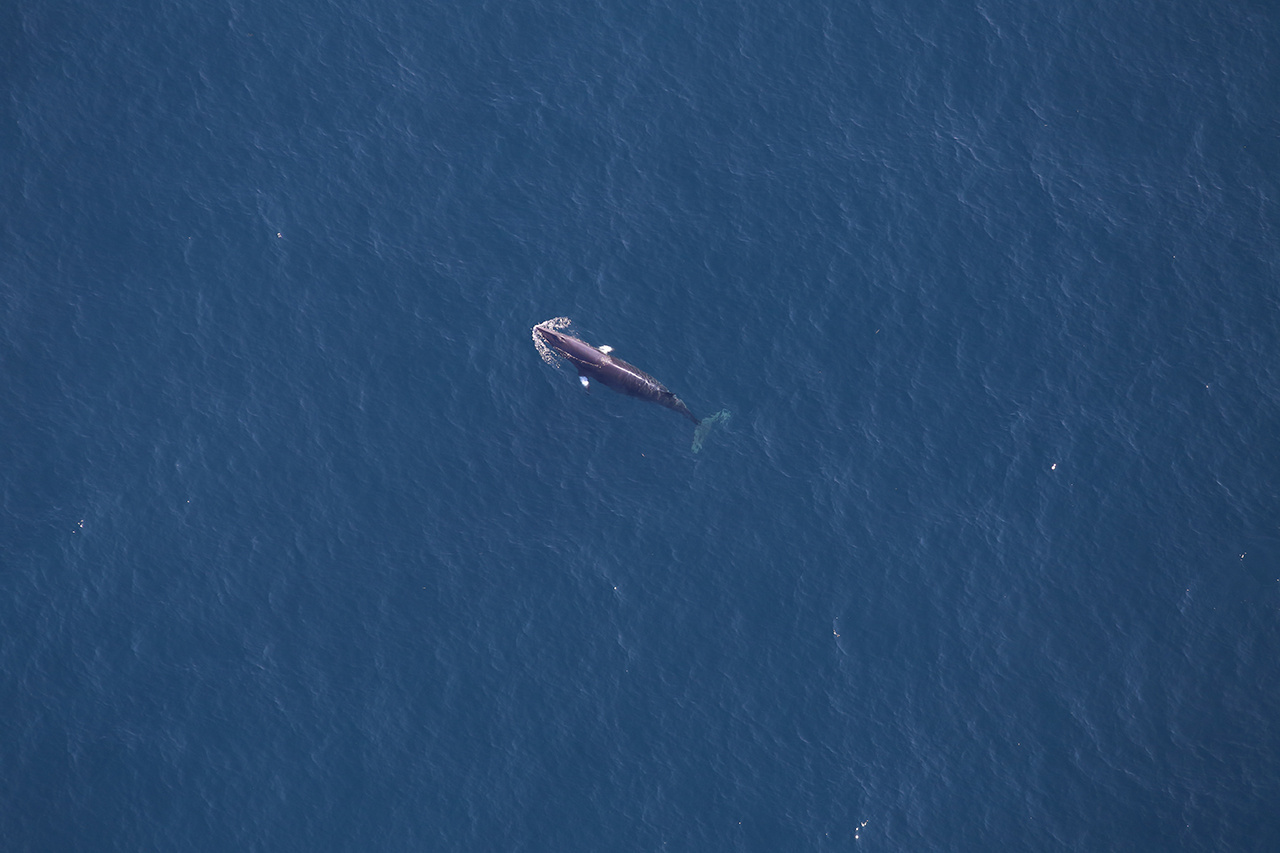 2020-whale-week-minke-1280x853-main.jpg