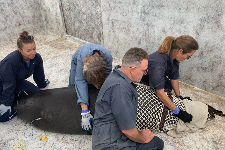Monk seal receiving treatment by animal team.