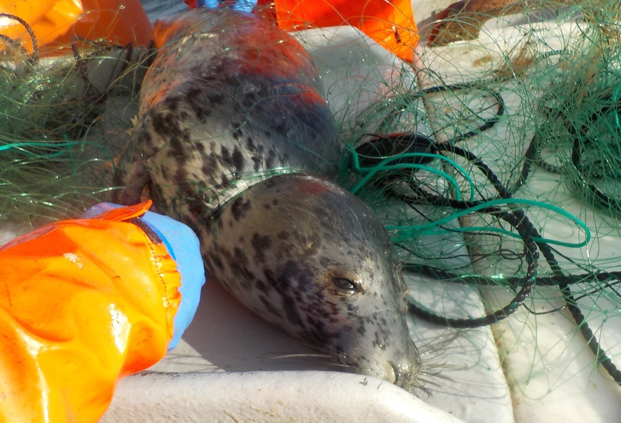 a dead young gray seal lies on the deck of a fishing boat entangled in netting