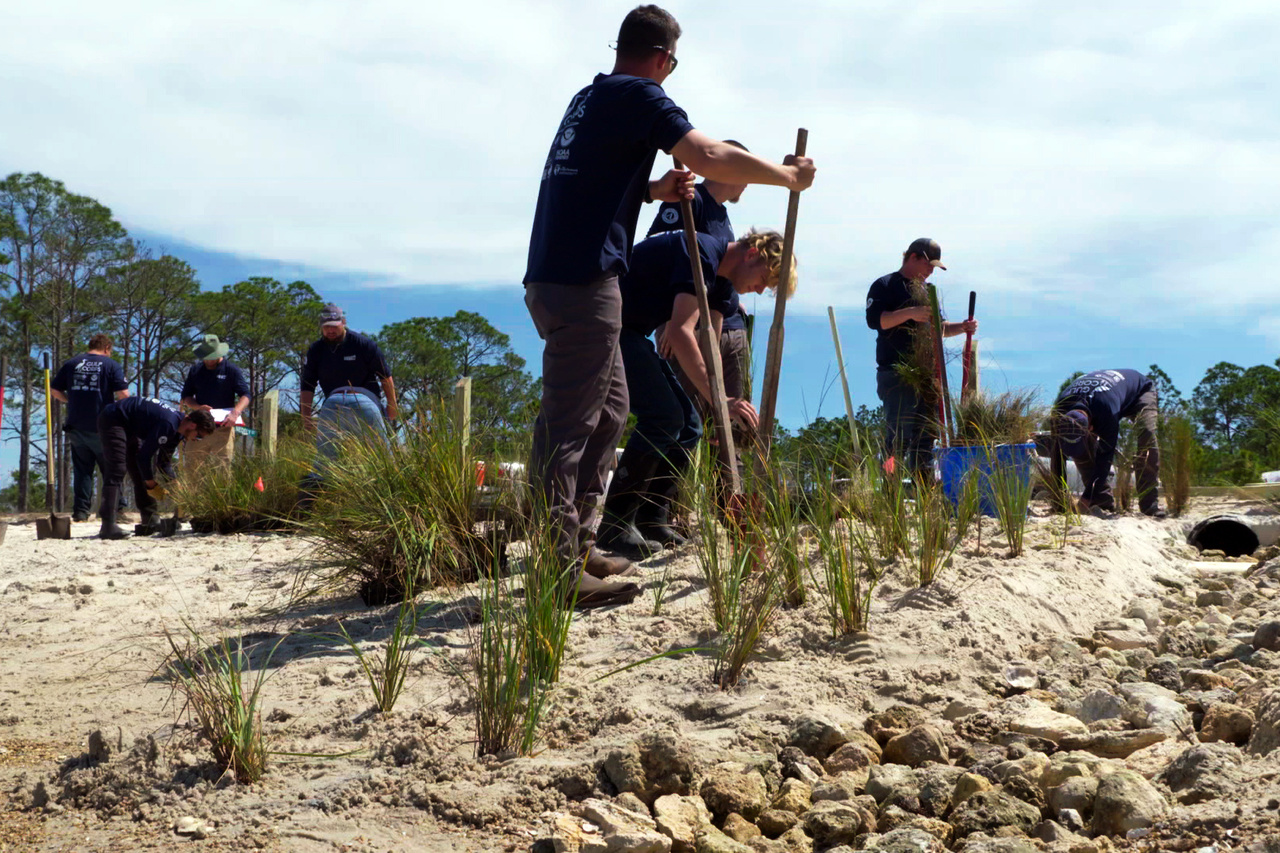 Restoration teams plant grasses on a beach. 