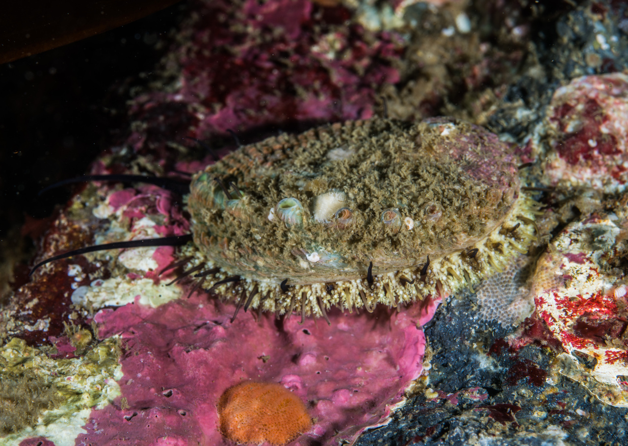 Pink Abalone under water.