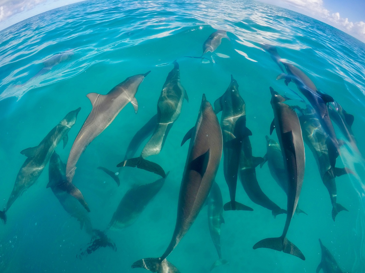 Bottlenose dolphins enjoy the ride as we transit to our next survey site on Kure Atoll. <i>Photo: NOAA Fisheries/James Morioka. </i>
