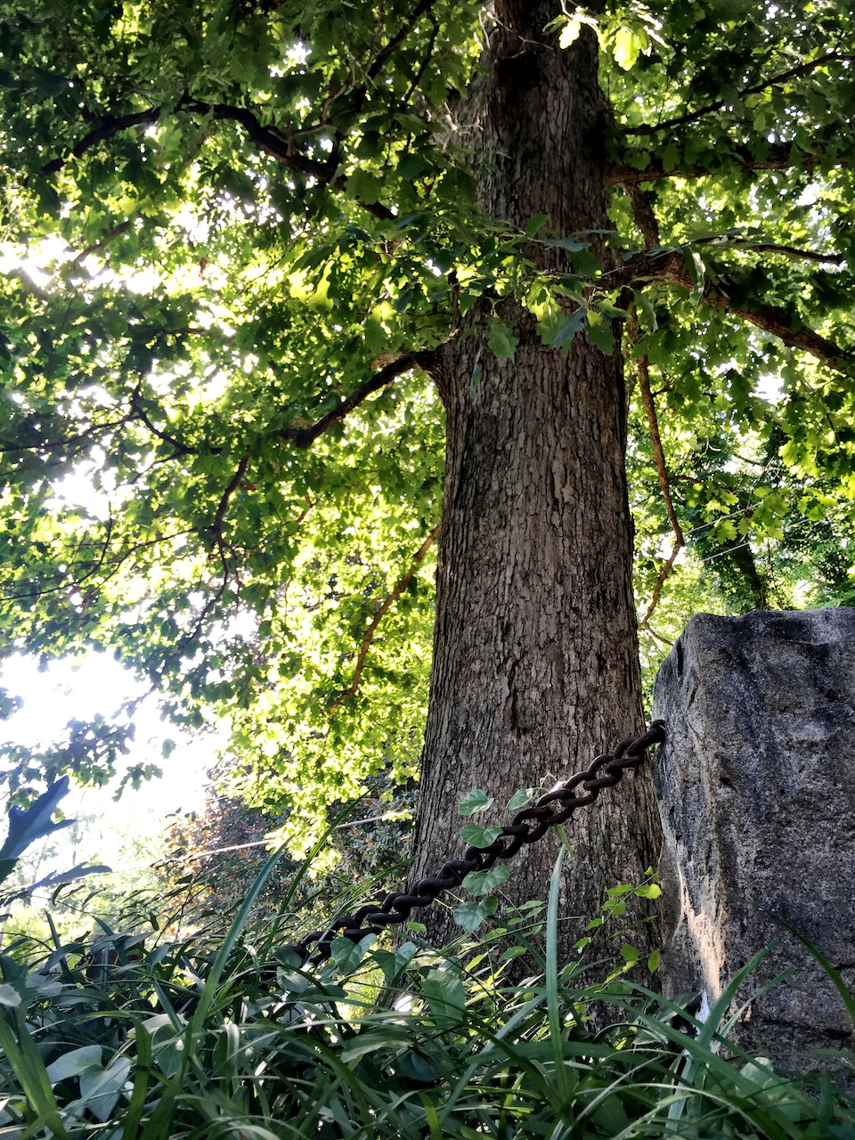 Athens the-tree-that-owns-itself-2-credit-visitathensgadotcom_33a1855b-c747-4fea-9254-ce27b4fc48c8.jpg