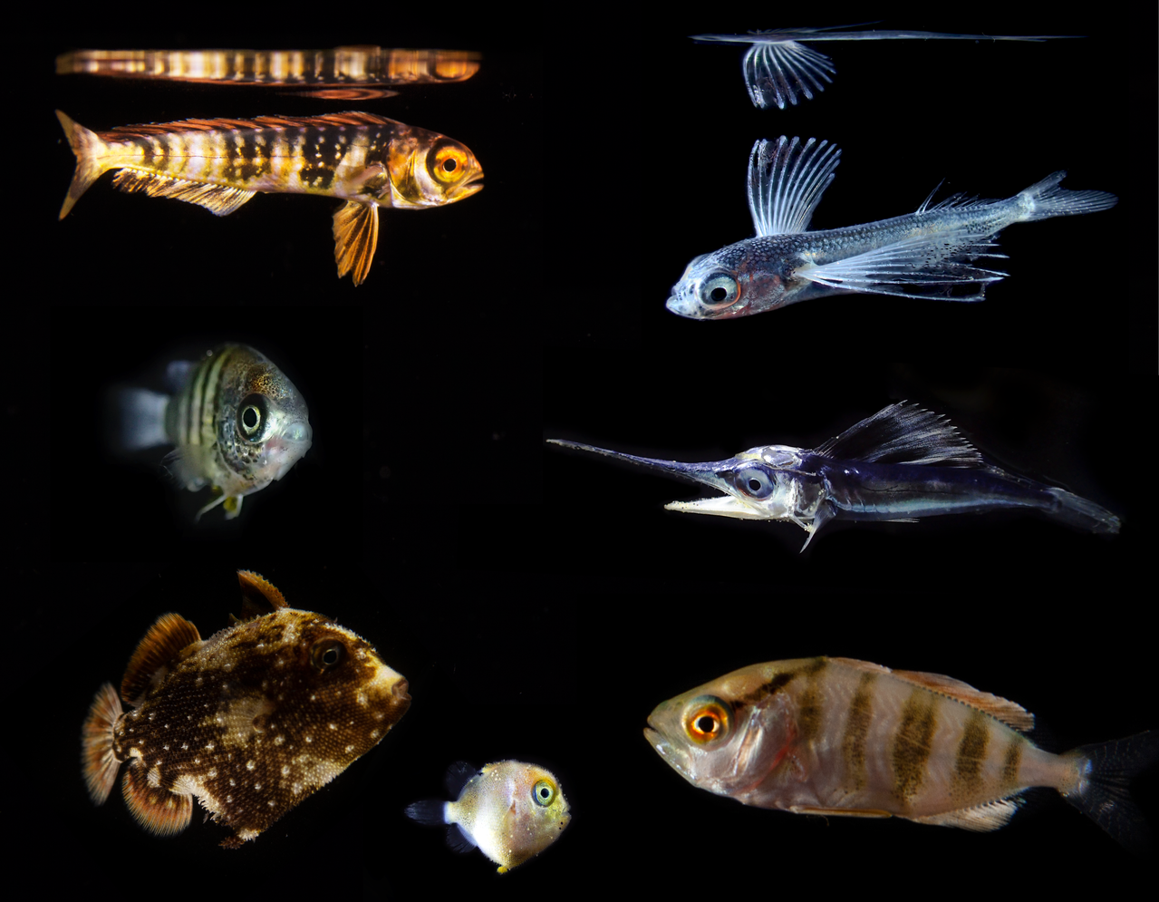 Often just weeks old, numerous larval fish had plastics in their stomachs, including mahi-mahi (top left), flying fish (top right), spearfish (middle right), jacks, (bottom right), triggerfish (two sizes, bottom left), and damsels (middle left). Photo: NOAA Fisheries/Jonathan Whitney.