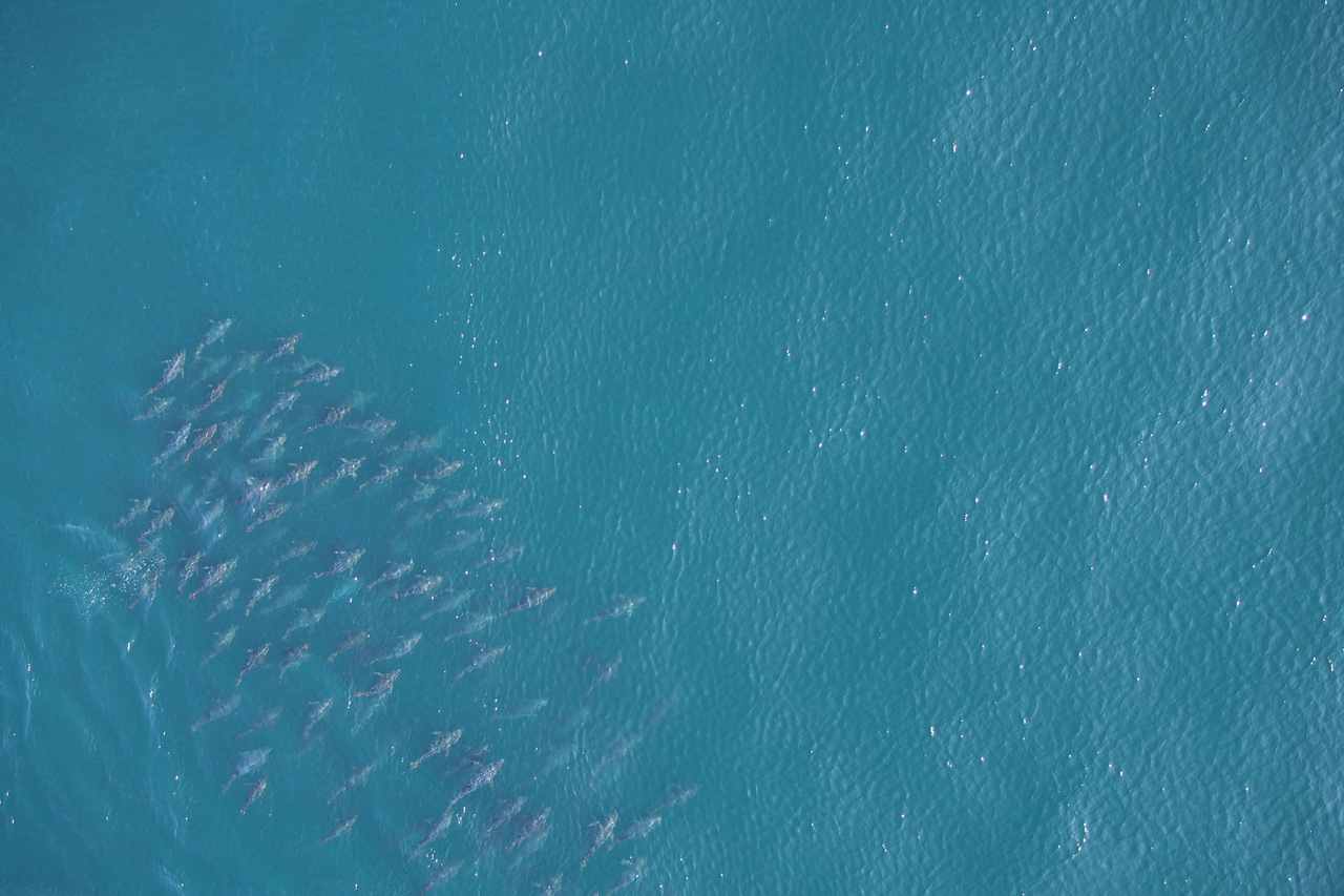 aerial image from the APH-22 drone of a school of Atlantic bluefin tuna