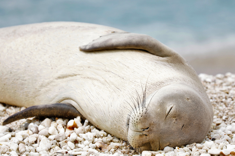 Close-up photo of monk seal RK88 sleeping.
