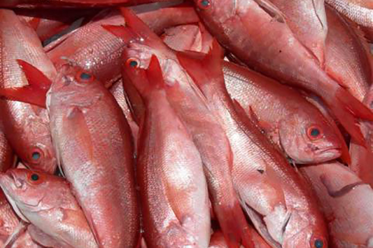 750x500-vermilion snapper_FW.jpg