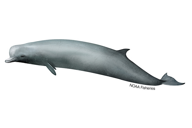 Northern bottlenose whale illustration.