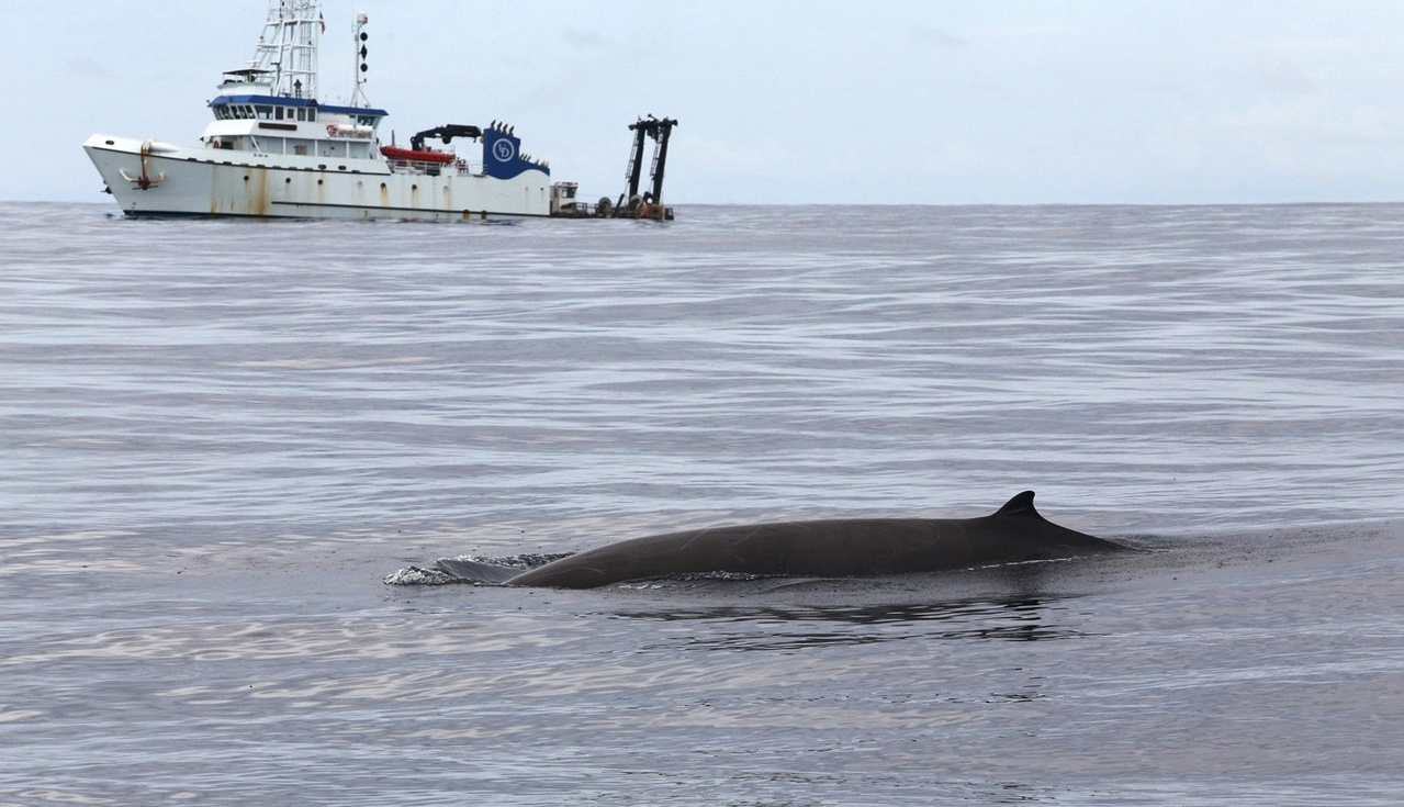 technology helps unlock the world of beaked whales