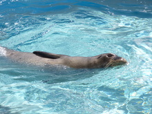 Monk seal in pool