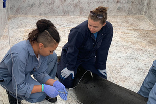 Monk seal receiving treatment.
