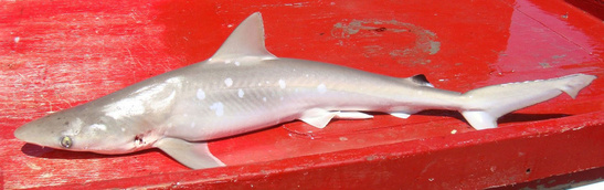 Atlantic sharpnose shark placed on a red boat work bench where the shark's white spots are clearly visible.