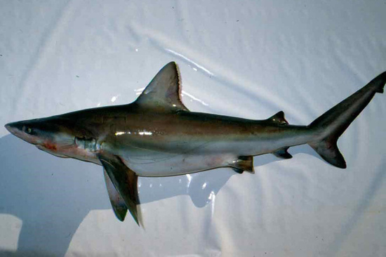 Bignose shark shown from the side where its triangular dorsal fin can be seen starting right where the pectoral fin ends its attachment to the body