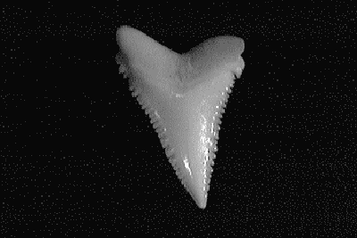 Single white shark tooth showing it's serrated large triangular shape.