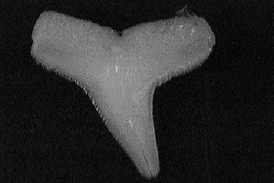 Single spinner shark tooth showing a serrated narrow triangular shape on a broad base.