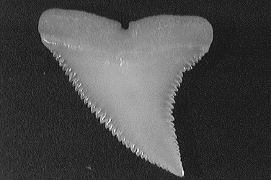 Single blue shark tooth showing its serrated, oblique triangular shape.