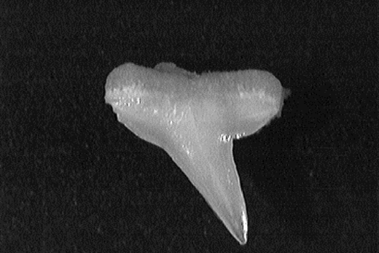 Single Atlantic sharpnose shark tooth showing its smooth, narrow, oblique triangular shape with a notch on the outer margin.