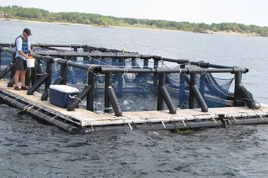 Man standing on aquaculture pen for fish.