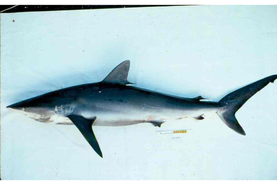 Silky shark viewed from the side showing the small sloped first dorsal fin beginning behind the point where the back end of pectoral fins are attached.