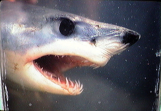 Shortfin mako shark head from the side with mouth open showing how the teeth from the lower jaw protrude from the mouth.