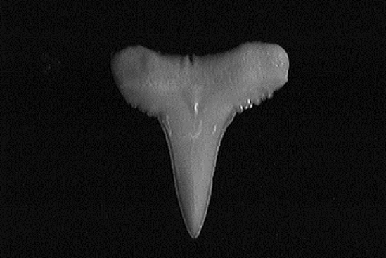 Single blacktip shark tooth showing broad base with course serrations then an abrupt narrowing with finer serrations to a point.