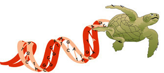 Marine Turtle Genetics Emblem