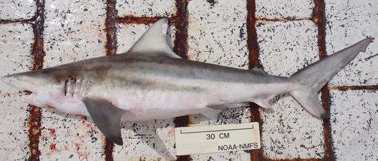 Blacktip shark viewed from the side on a boat deck showing the shark’s large, sickle-shaped first dorsal fin.