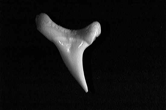 Single bigeye thresher shark tooth showing its smooth, slender, and slightly curved shape.