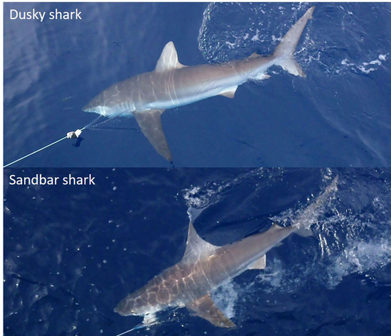 Dusky and sandbar sharks viewed from the side while hooked on longline gear at the water’s surface showing how the first dorsal fin on the sandbar shark is larger and further forward than that of the dusky shark.