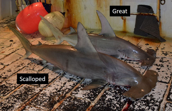 A scalloped hammerhead lying in front of a great hammerhead on a boat deck showing the differences in the dorsal fins with the first dorsal of the great hammerhead being taller and narrower and the second dorsal being larger than a scalloped hammerhead of similar size.