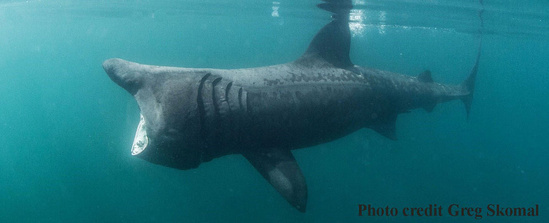 Basking shark swimming near the water’s surface with mouth gaped open for feeding.