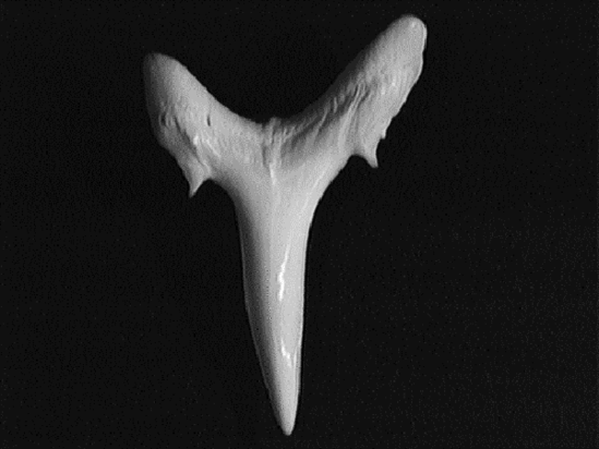 Single sand tiger tooth showing smooth, stout, slender triangular shape with a small peak or cusplet on either side of the curved base of the tooth.